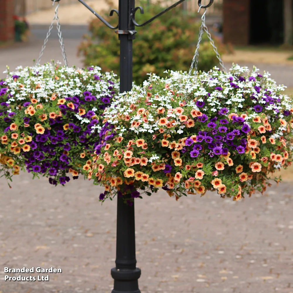 Fruit Salad Preplanted Hanging Basket | 25cm