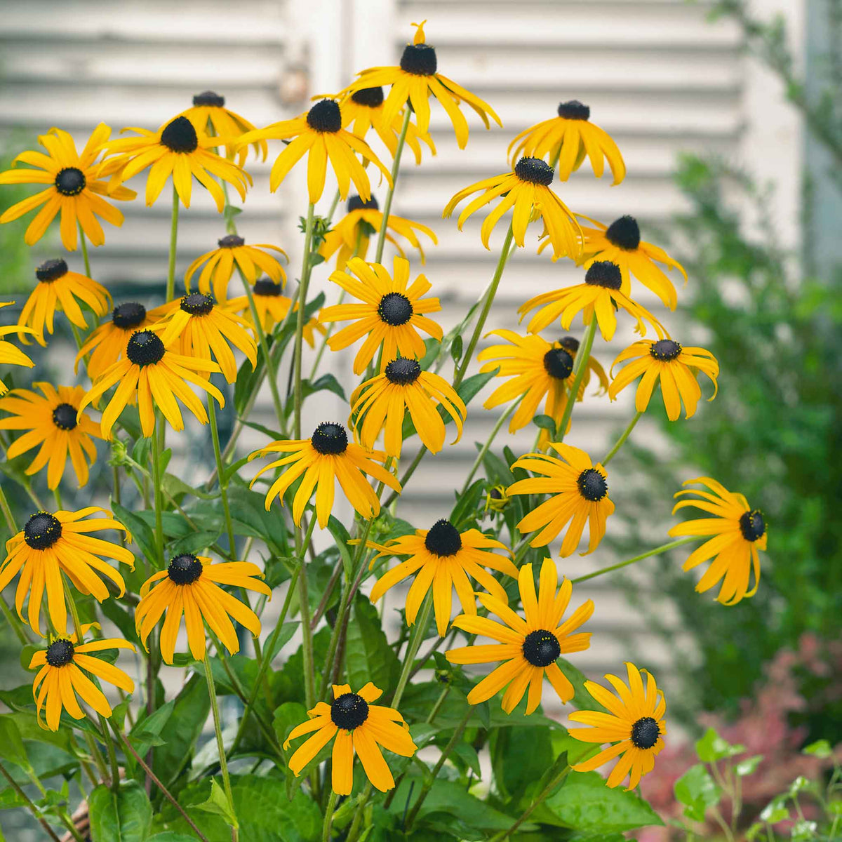 Rudbeckia 'goldsturm' Hardy Perennial | Set of 1