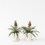 Miniature Pineapple Plant - 2 Pcs. - Ananas 'mi Amigo' - Height 35-45cm - ⌀12cm | Set of 2 | Green