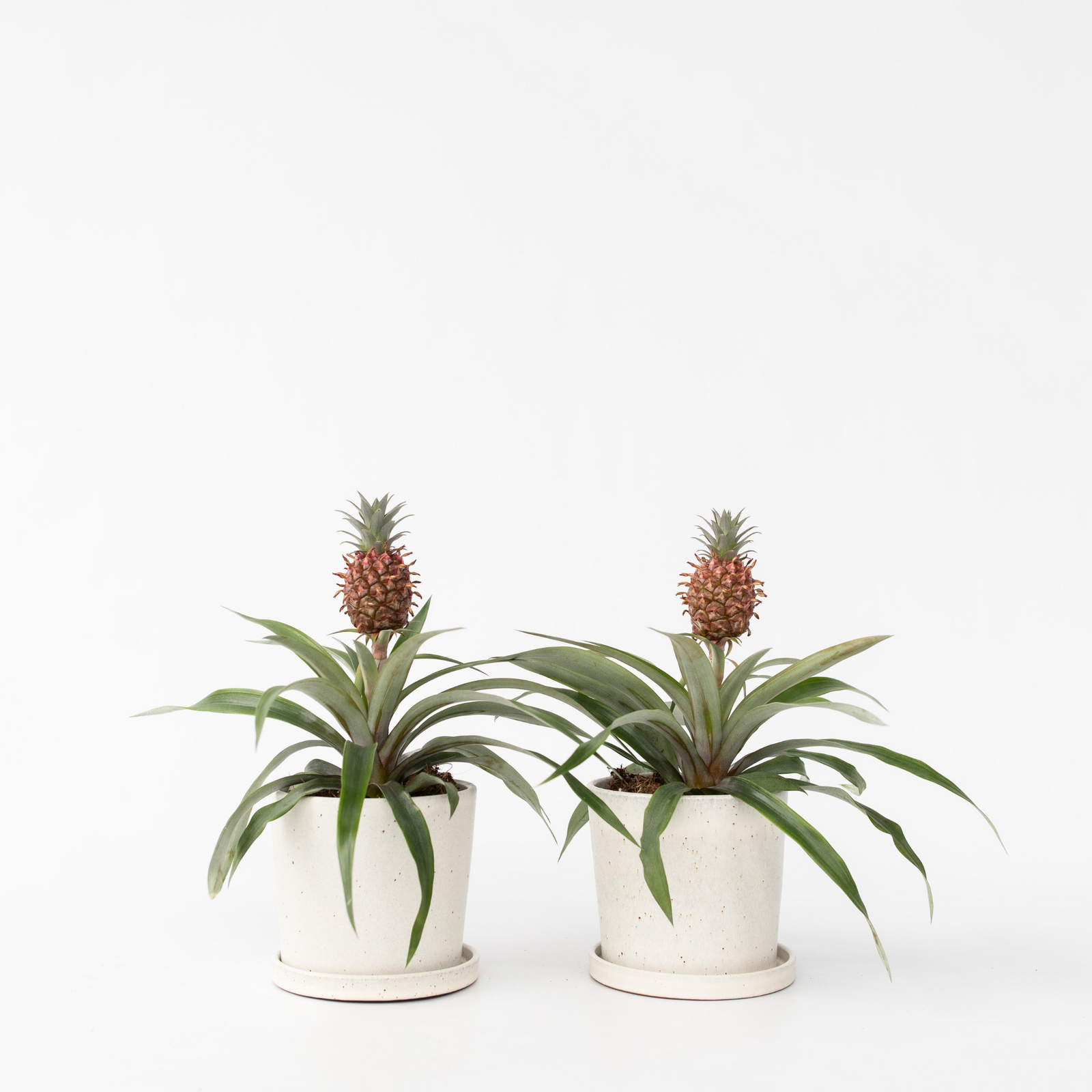 Miniature Pineapple Plant - 2 Pcs. - Ananas 'mi Amigo' - Height 35-45cm - ⌀12cm | Set of 2 | Green