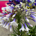 Agapanthus Fireworks - Two Tone African Lily - 9cm Pot | 1 x 9cm | Blue & White