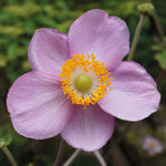Japanese Anemone Trio | Set of 9