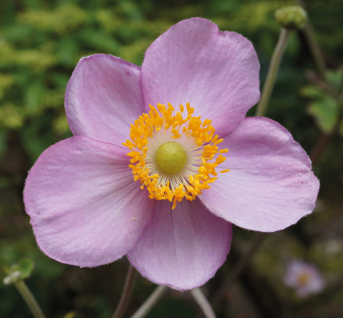 Japanese Anemone Trio | Set of 9