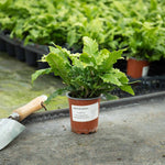 Hart's Tongue Fern (asplenium Scolopendrium) Plant- Evergreen Shade-tolerant | 1 x 2L | Green
