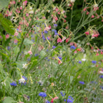 Nicotiana 'whisper Mix' Seeds | 50 Seeds