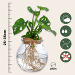 Mini Swiss Cheese Plant - Monstera 'monkey Mask' - Height 25-35cm - ⌀20cm | Set of 1 | Green