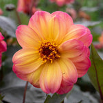 Dahlia 'mystic Fantasy' - Apricot-pink Flowers, Dark Foliage, 90-120cm | 6 x Jumbo Plugs | Multi Colour