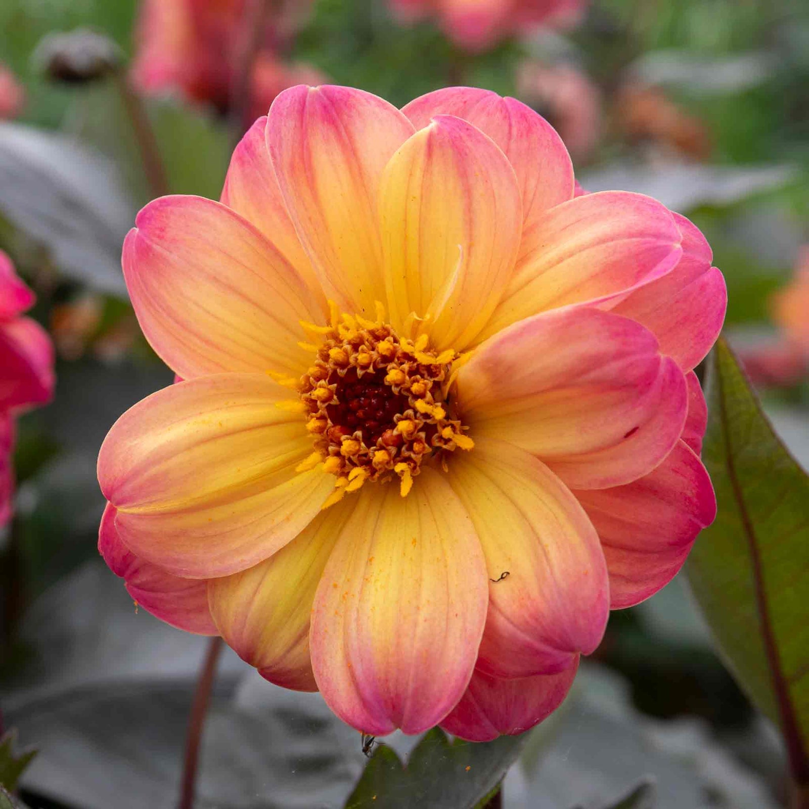 Dahlia 'mystic Fantasy' - Apricot-pink Flowers, Dark Foliage, 90-120cm | 3 x Jumbo Plugs | Multi Colour
