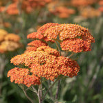 Achillea 'terracotta' Terracotta-to-yellow Flowering Perennial | 1 x 9cm
