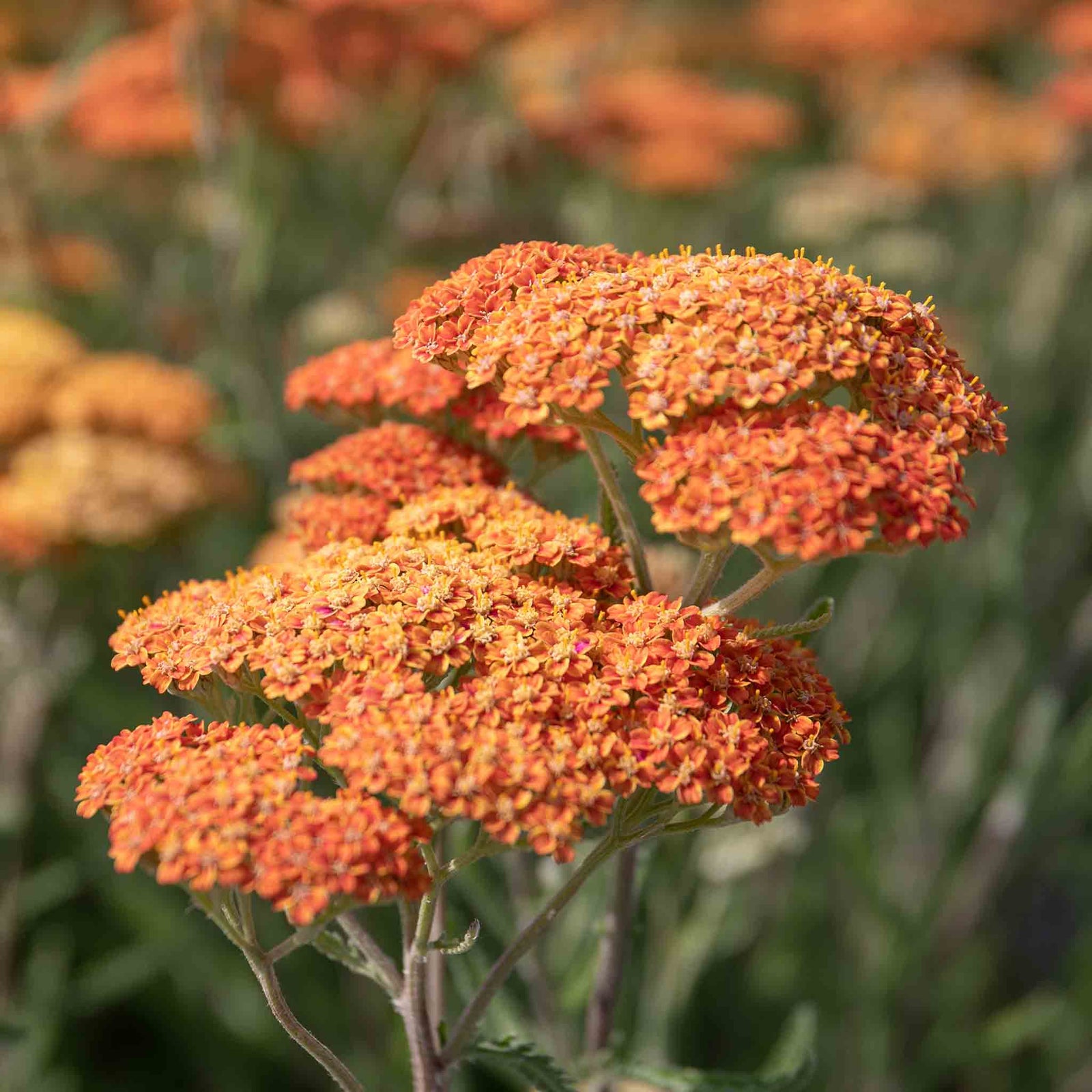 Achillea 'terracotta' Terracotta-to-yellow Flowering Perennial | 1 x 9cm