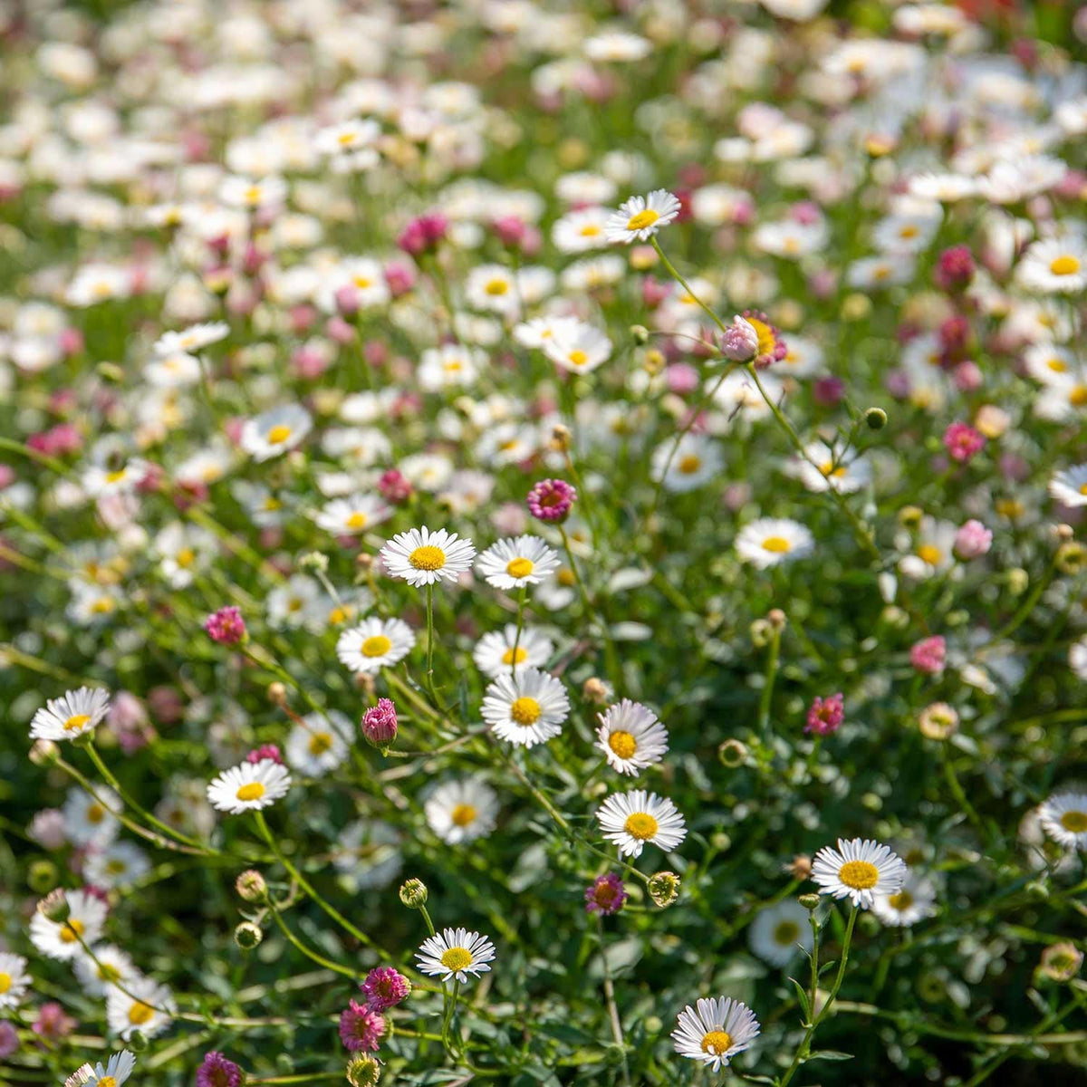Erigeron Karvinskianus 'stallone' Profusion Groundcover | 20 x Pro Grower Plugs