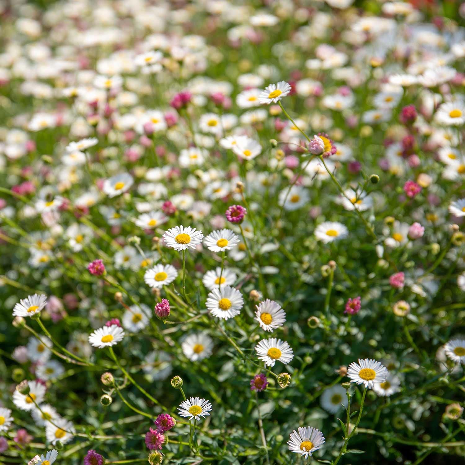 Erigeron Karvinskianus 'stallone' Profusion Groundcover | 12 x Jumbo Plugs