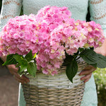 Hydrangea 'together' Double-flowering Shrub | 1 x 3L | Pink