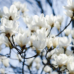 Magnolia Stellata Plant Tree Extra Large 3-4ft Supplied In A 7.5/10 Litre Pot