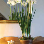 Perfect Pot Of Paperwhites In A Bronze Pot - Christmas Gift | Set-of-1