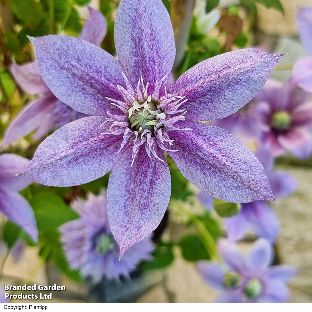 Clematis Mochi 9cm Pot | Set of 1