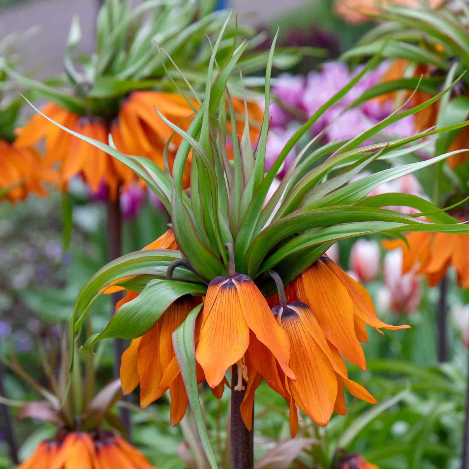 Fritillaria Imperialis 'rubra' (crown Imperial) - , Crimson Red | 3 x Bulbs | Crimson