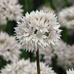 Allium Collection Bulbs | Set of 210