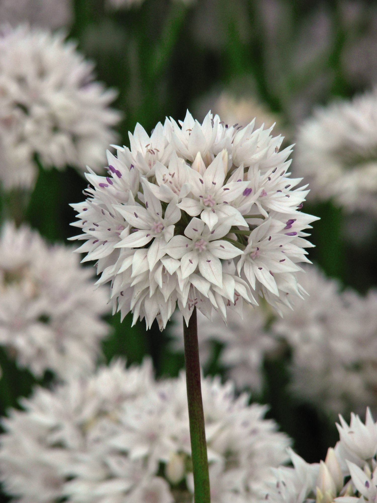 Allium Collection Bulbs | Set of 210
