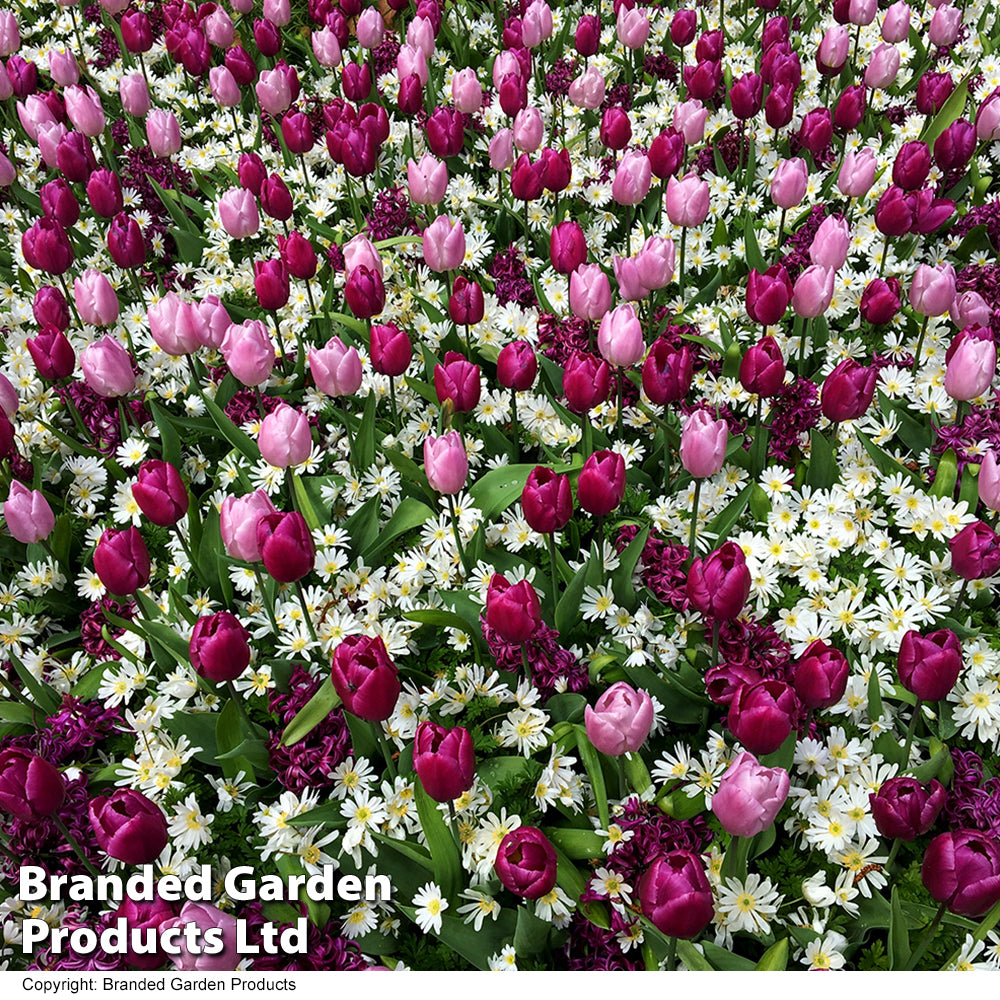 Tulip, Hyacinth + Anemone Collection Bulbs | 30 x Bulbs
