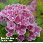 Hydrangea Bicolor Bavaria 10.5cm Potted Plant | Set of 2