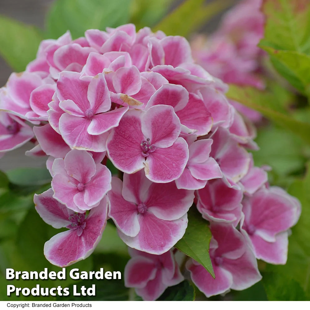 Hydrangea Bicolor Bavaria 10.5cm Potted Plant | Set of 1