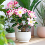 Desert Rose - Adenium Obesum - Height 30-45cm - ⌀13cm | Set of 1 | Pink