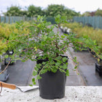 Gooseberry 'invicta', Rhs-recommended, Mildew-resistant | 3 x Bare Root | Pale Green
