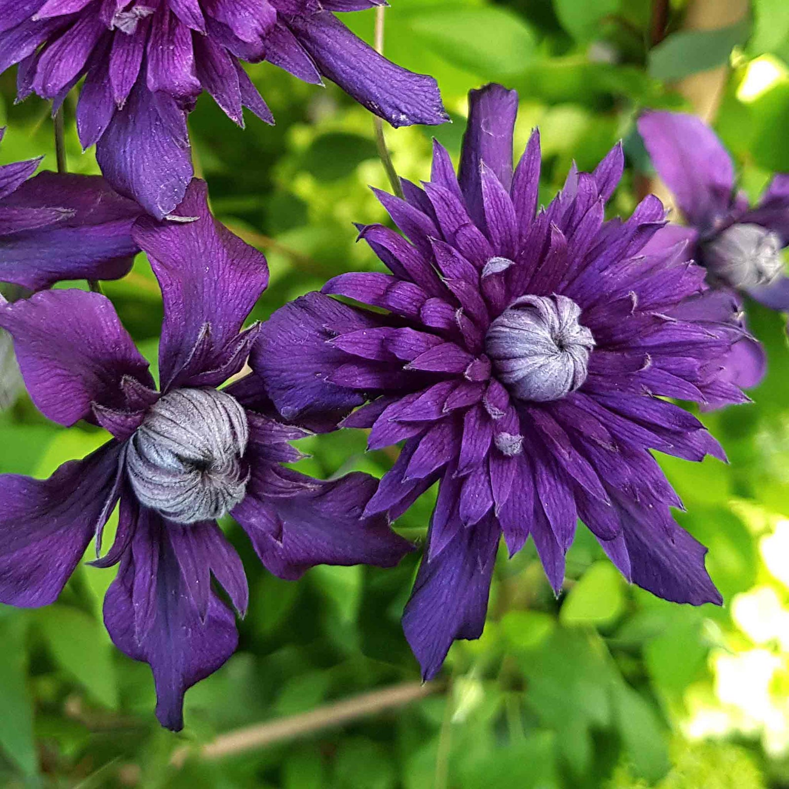 Clematis 'kokonoe' Violet-purple Climber | 1 x 7cm | Purple & Green