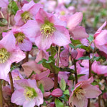 Ultimate Winter-flowering Hellebore Collection | Set of 24