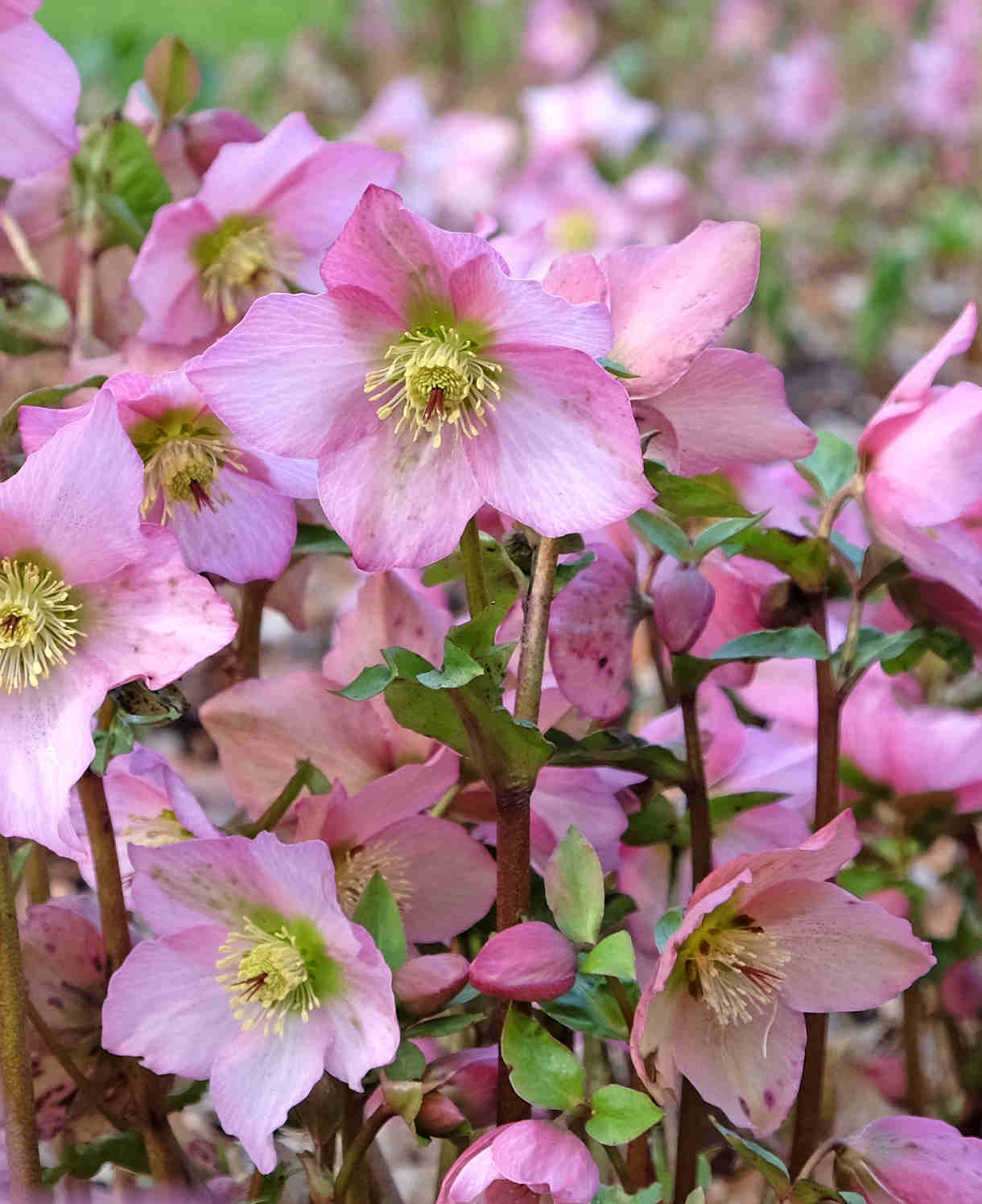 Ultimate Winter-flowering Hellebore Collection | Set-of-12