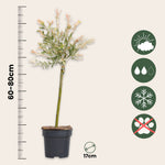 Flamingo Willow - 4 Pcs. - Salix Integra 'flamingo' - Height 60-80cm - ⌀17cm | Set of 4 | Pink