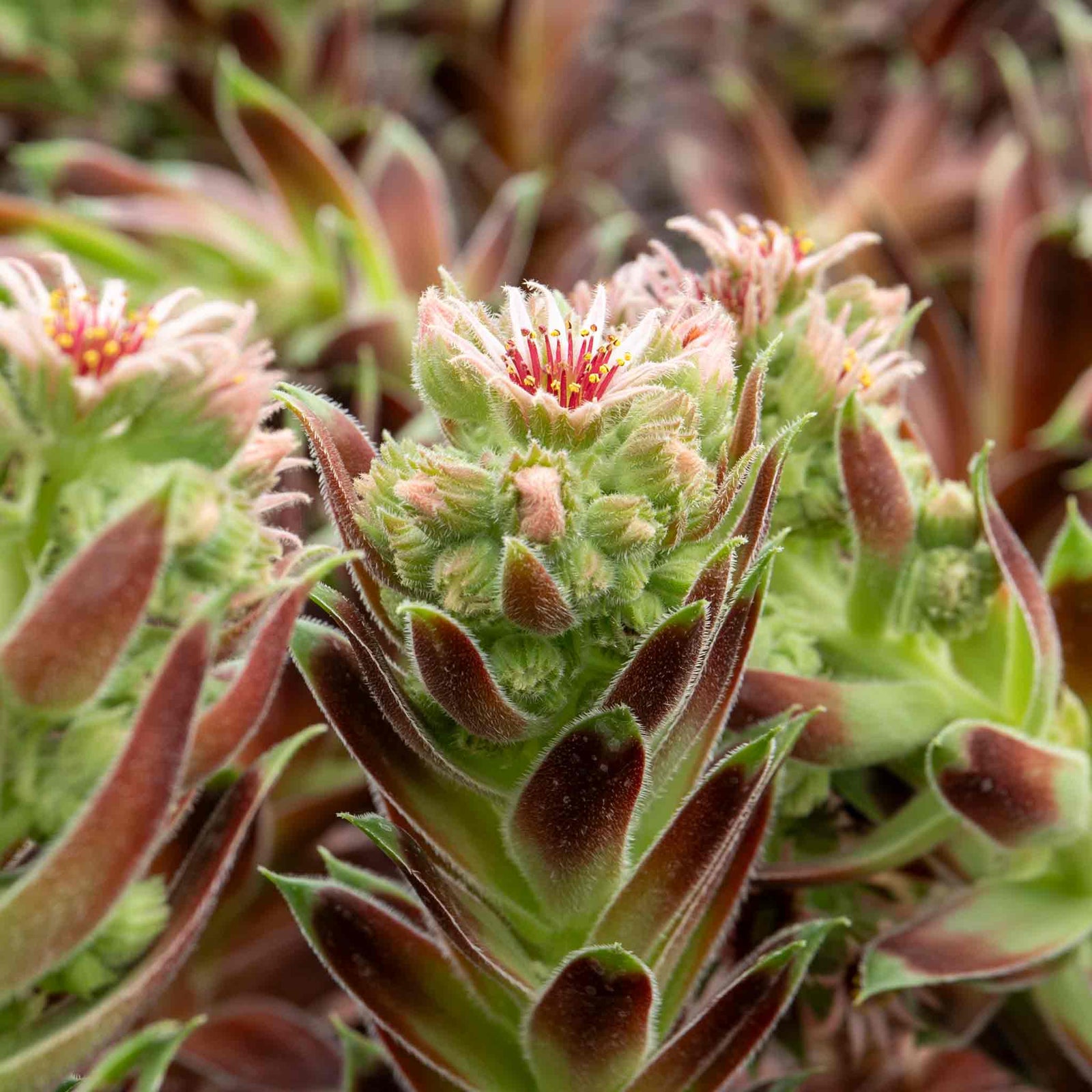 Sempervivum 'coconut Crystal' Pot - Hardy Two-tone Succulent | 3 x 9cm | Multi