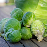 Brussels Sprout 'trafalgar' Plant, 75 Cm | 16 x Pro Grower Plugs | Green