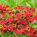 Helenium 'ruby Tuesday' - Plug Plants | 3 x Plug Plants | Red