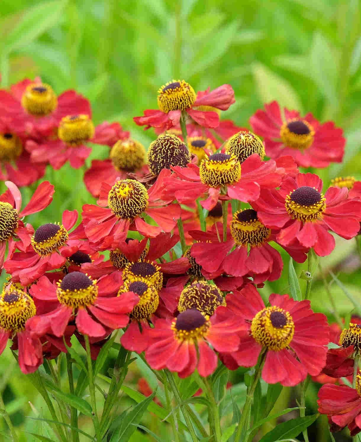 Helenium 'ruby Tuesday' - Plug Plants | 3 x Plug Plants | Red