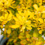 Berberis Thunbergii 'golden Horizon' | 1 x 3L | Yellow