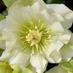 Ultimate Winter-flowering Hellebore Collection | Set of 24