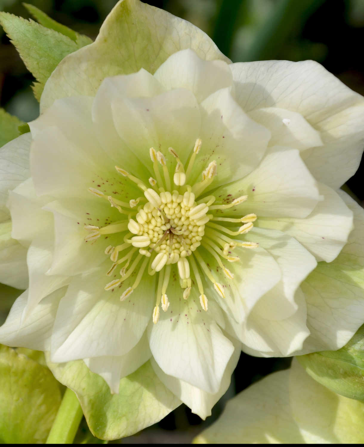 Ultimate Winter-flowering Hellebore Collection | Set of 36