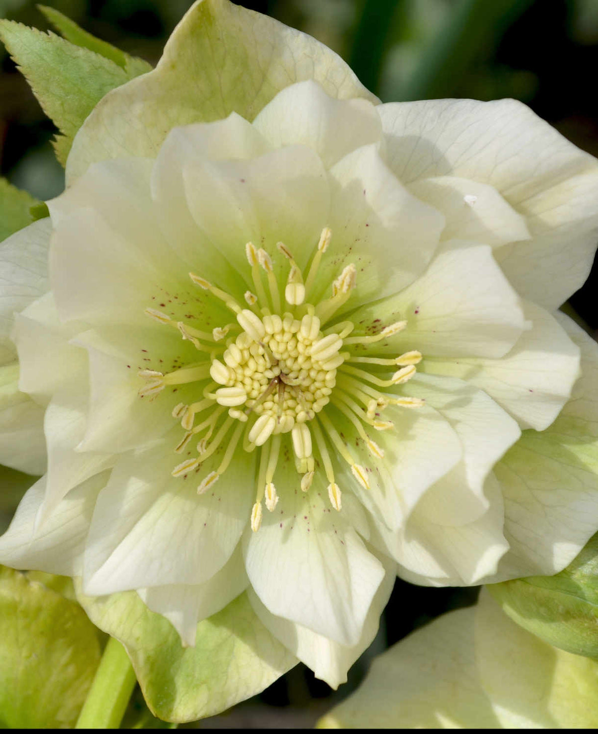 Ultimate Winter-flowering Hellebore Collection | 24 x Plug Plants | Multi
