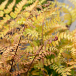 Japanese Shield Fern (rhs Award Of Garden Merit) | 3 x 9cm | Green & Pink