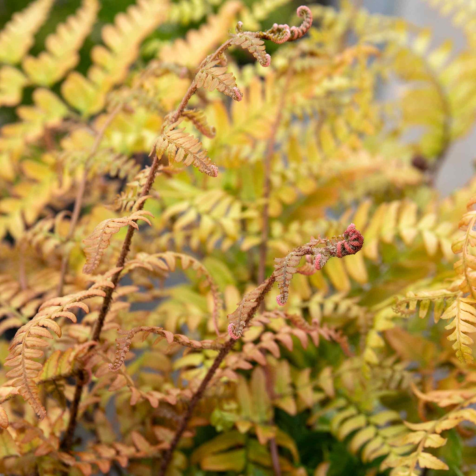 Japanese Shield Fern (rhs Award Of Garden Merit) | 1 x 5L | Green & Pink