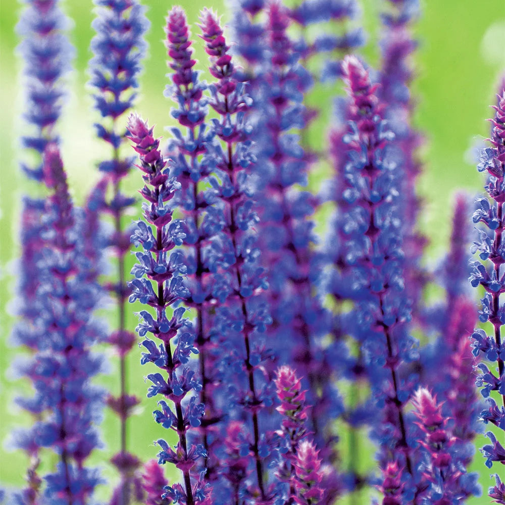 Thompson & Morgan Salvia Plant X Nemerosa Caradonna 9cm Pot X 1