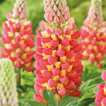 Hayloft Lupin 'tequila Flame' - 9cm Pot