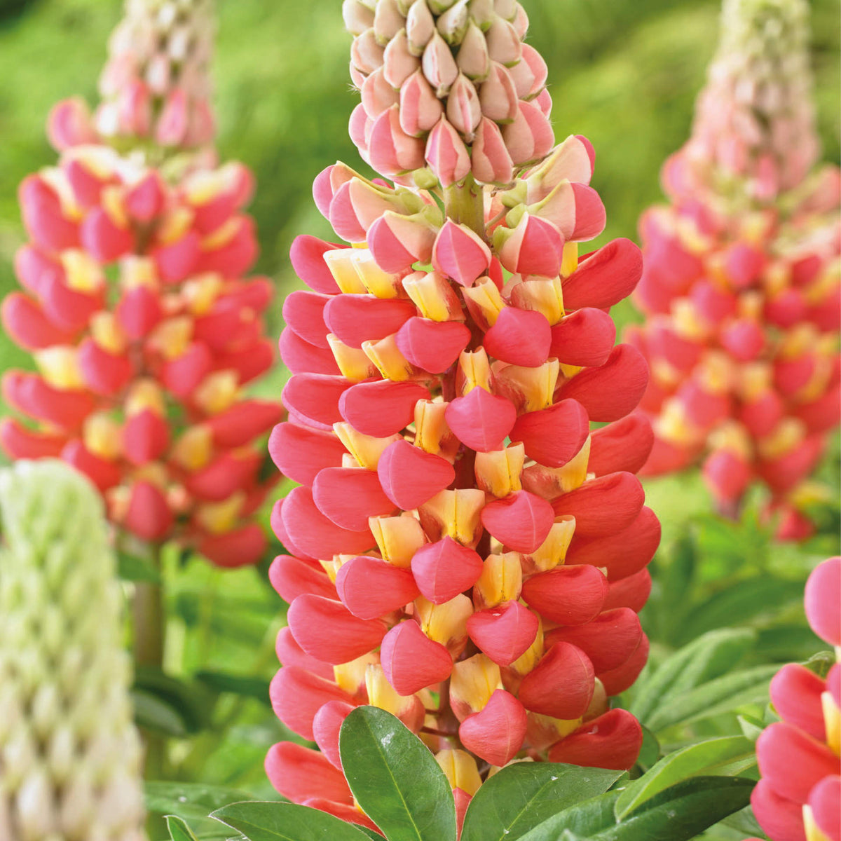 Hayloft Lupin 'tequila Flame' - 9cm Pot