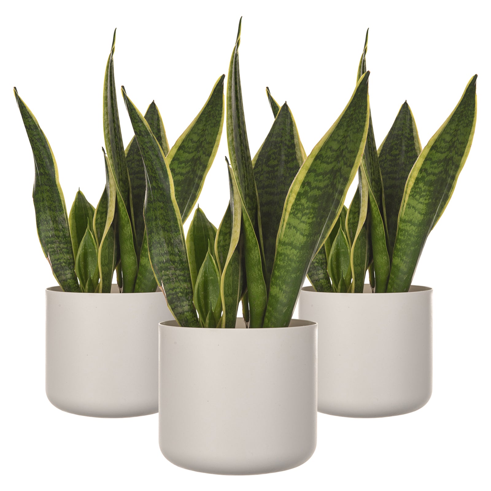 14cm Round Plant Pot Set Of 2 - Matt White