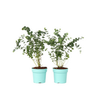 Gum Bush - 2 Pcs. - Eucalyptus Pulverulenta 'baby Blue' - Height 35-45cm - ⌀15cm