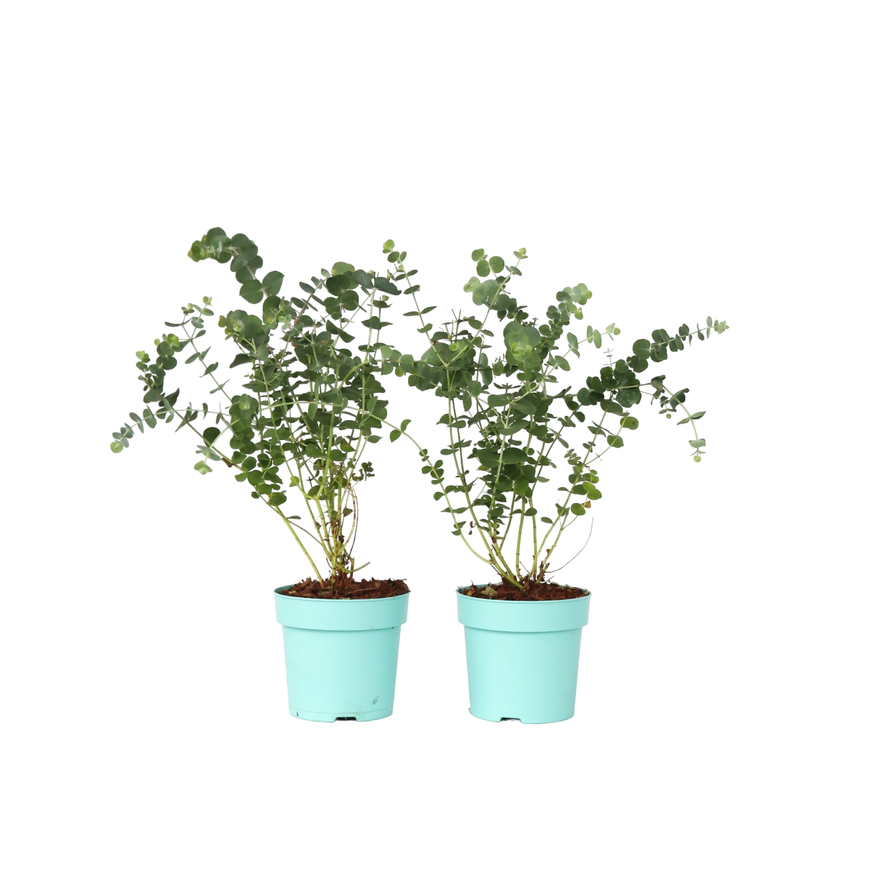 Gum Bush - 2 Pcs. - Eucalyptus Pulverulenta 'baby Blue' - Height 35-45cm - ⌀15cm