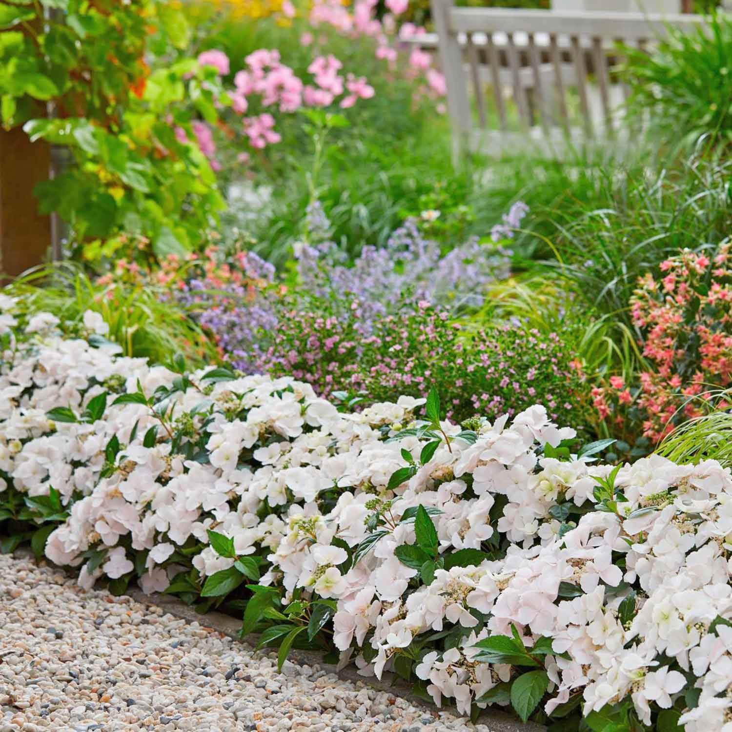 Hydrangea 'runaway Bride' Shrub | 1 x 7.5L