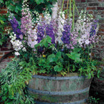 Delphinium 'magic Fountain' Mix - XL plug plants | Set of 10 | Multi Colour